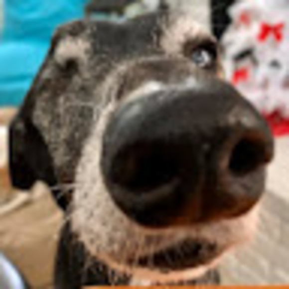 Meet your Posher, Gina - Picture 1 of 1